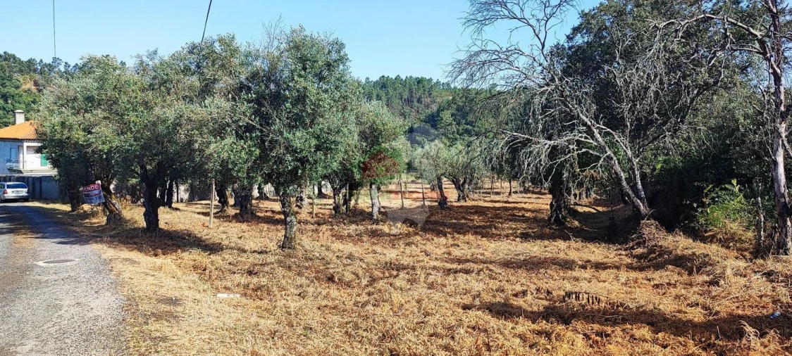 Terreno para Venda em Sertã Foto 1