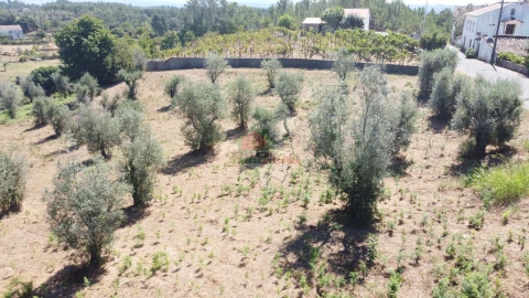 Terreno para Venda em Cernache do Bonjardim, Nesperal e Palhais