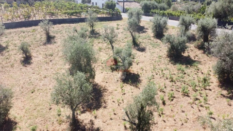 Terreno para Venda em Cernache do Bonjardim, Nesperal e Palhais