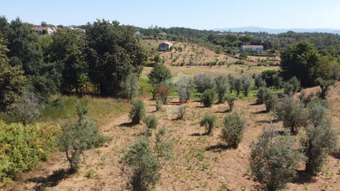 Terreno para Venda em Cernache do Bonjardim, Nesperal e Palhais