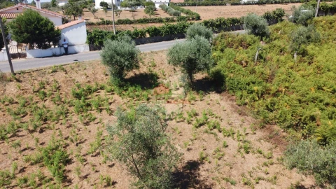 Terreno para Venda em Cernache do Bonjardim, Nesperal e Palhais