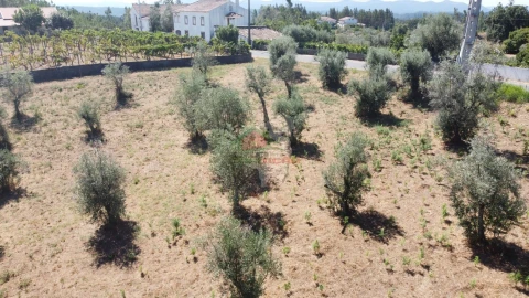 Terreno para Venda em Cernache do Bonjardim, Nesperal e Palhais