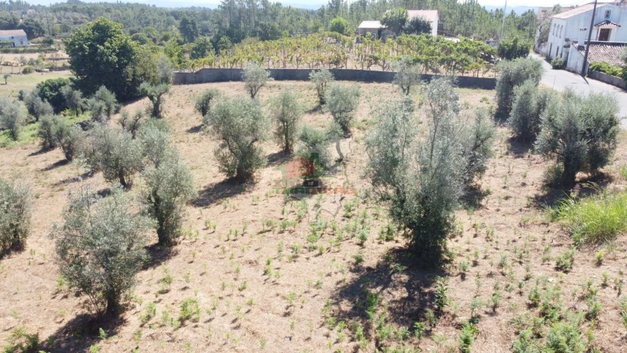 Terreno para Venda em Cernache do Bonjardim, Nesperal e Palhais Foto 2