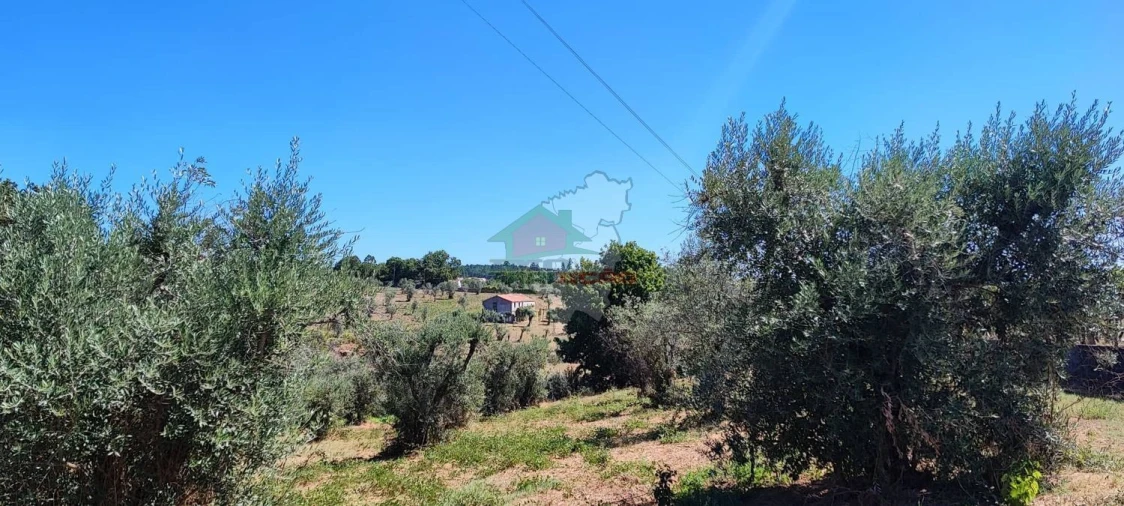 Terreno para Venda em Cernache do Bonjardim, Nesperal e Palhais Foto 17