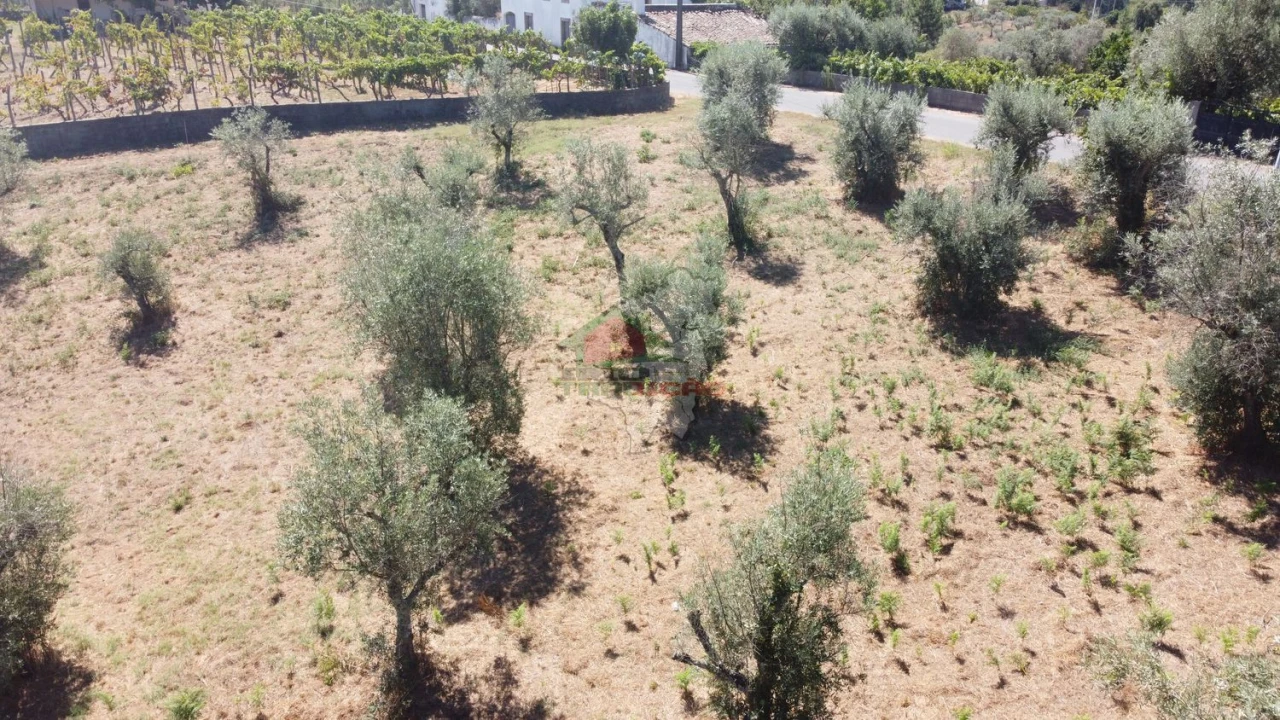 Terreno para Venda em Cernache do Bonjardim, Nesperal e Palhais Foto 8