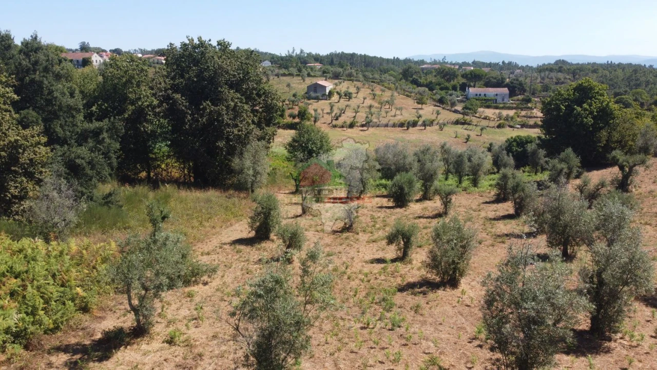 Terreno para Venda em Cernache do Bonjardim, Nesperal e Palhais Foto 5