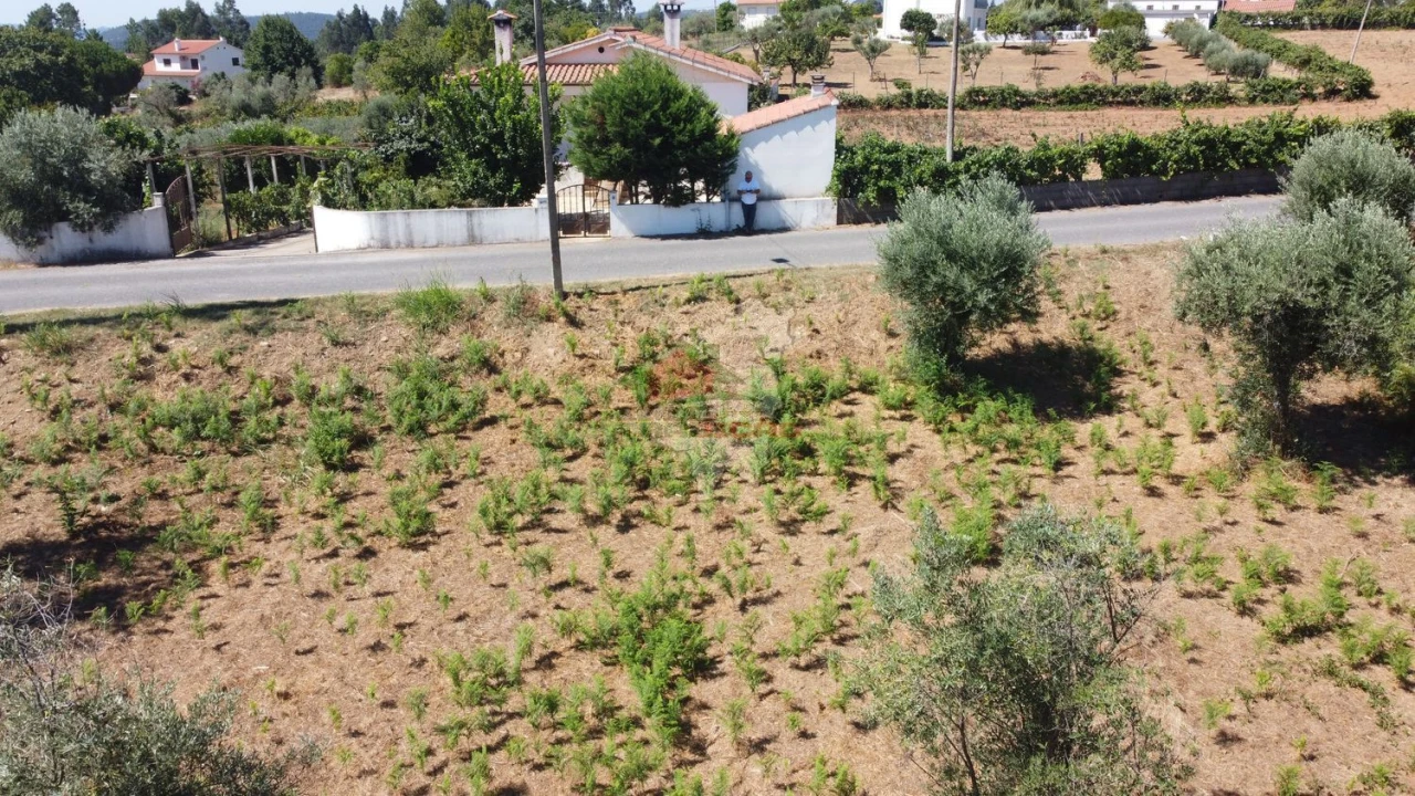 Terreno para Venda em Cernache do Bonjardim, Nesperal e Palhais Foto 10
