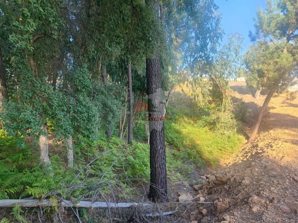 Terreno para Venda em Sertã Foto 8