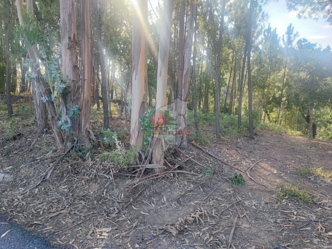 Terreno para Venda em Sertã Foto 7