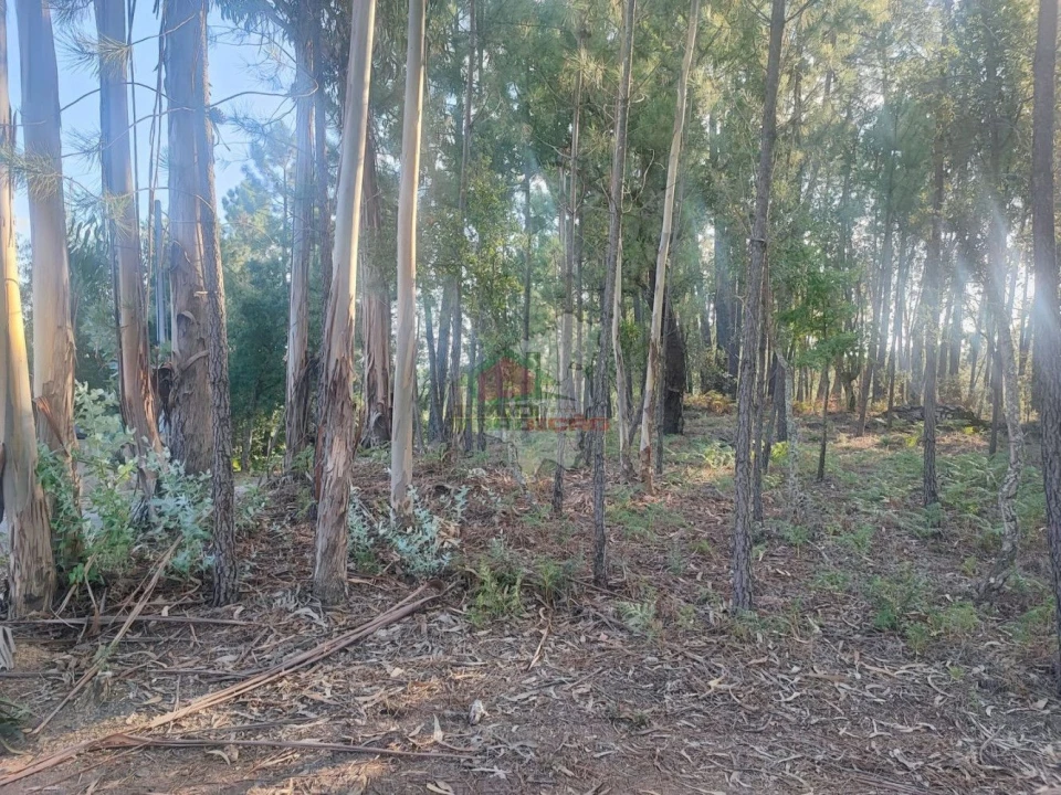 Terreno para Venda em Sertã Foto 5