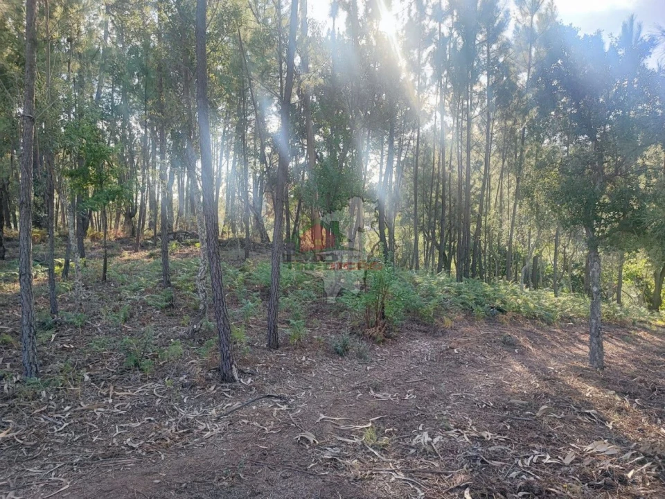 Terreno para Venda em Sertã Foto 6
