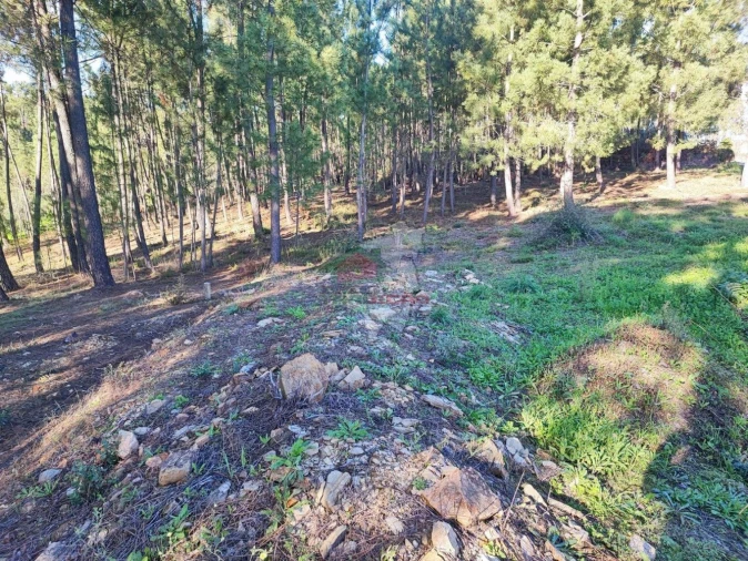 Quinta T0 para Venda em Varzea dos Cavaleiros Foto 21