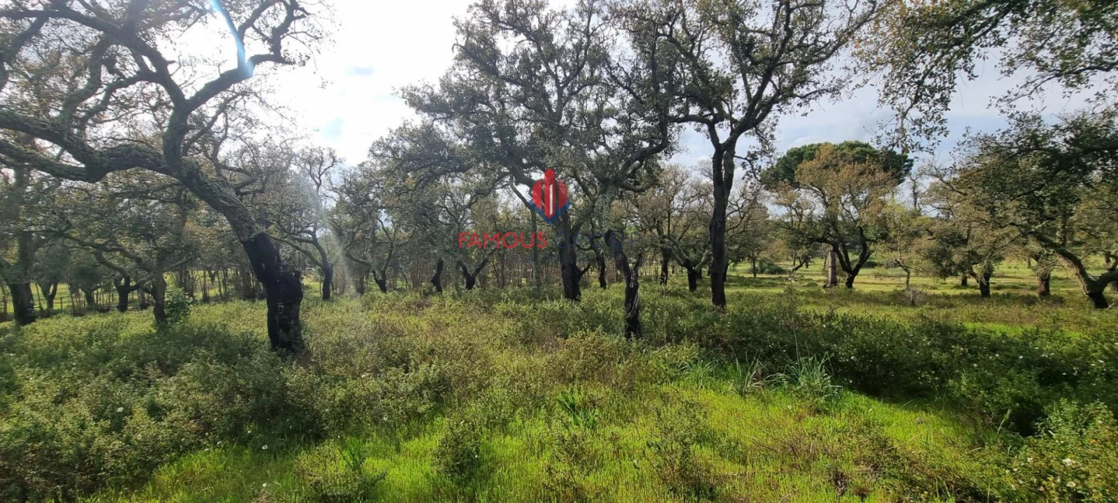 Terreno para Venda em Santo Estêvão Foto 5