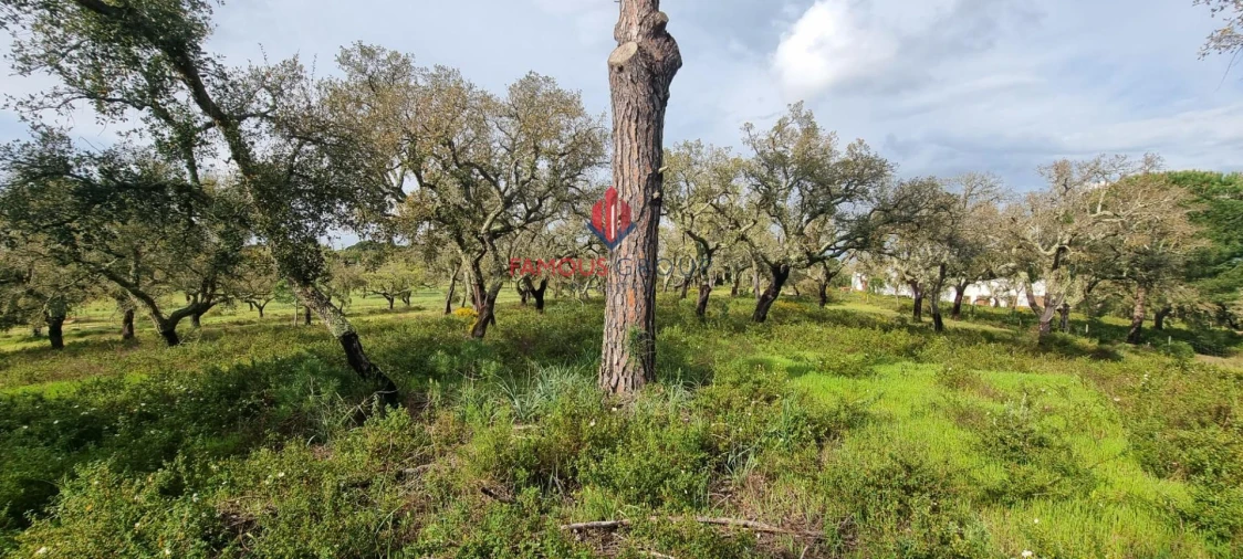 Terreno para Venda em Santo Estêvão Foto 2