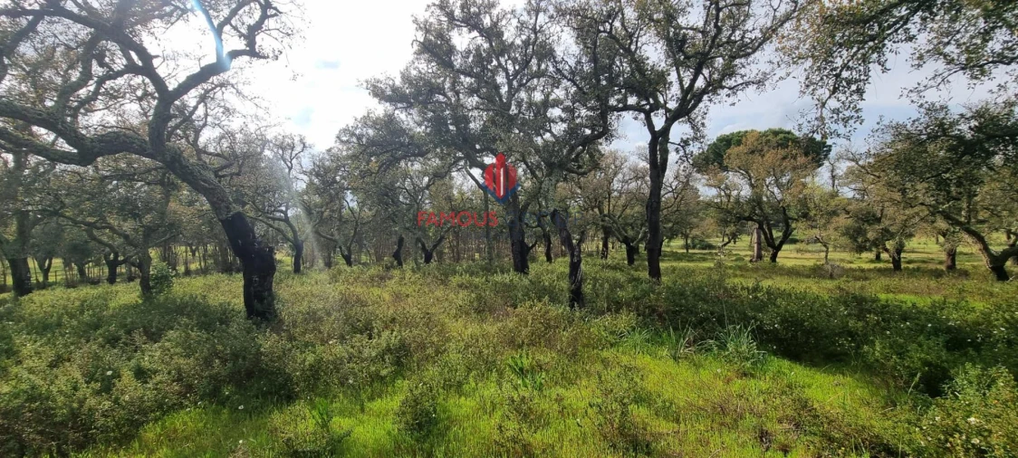 Terreno para Venda em Santo Estêvão Foto 5