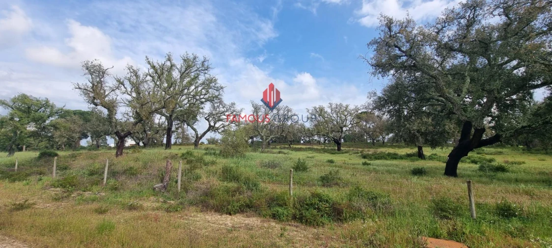 Terreno para Venda em Santo Estêvão Foto 7
