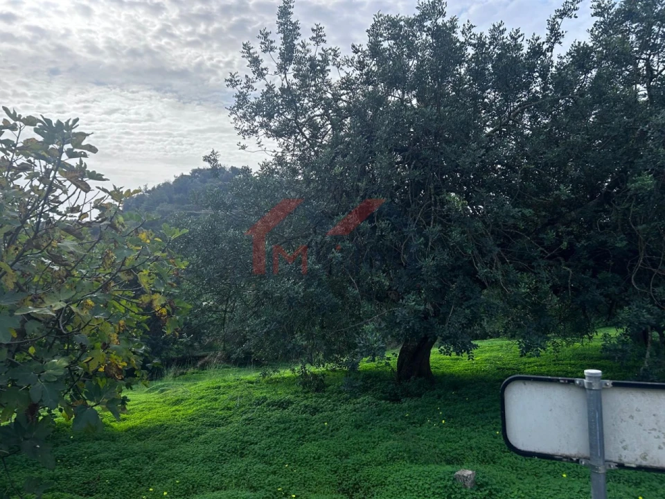 Terreno para Venda em Salir Foto 8