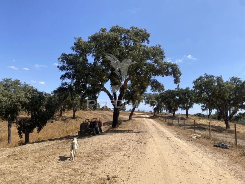 Quinta T3 para Venda em Abela Foto 9