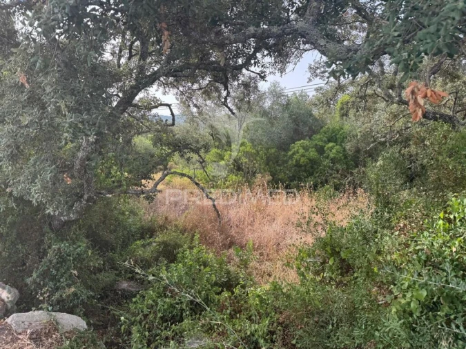 Terreno para Venda em São Brás de Alportel Foto 5