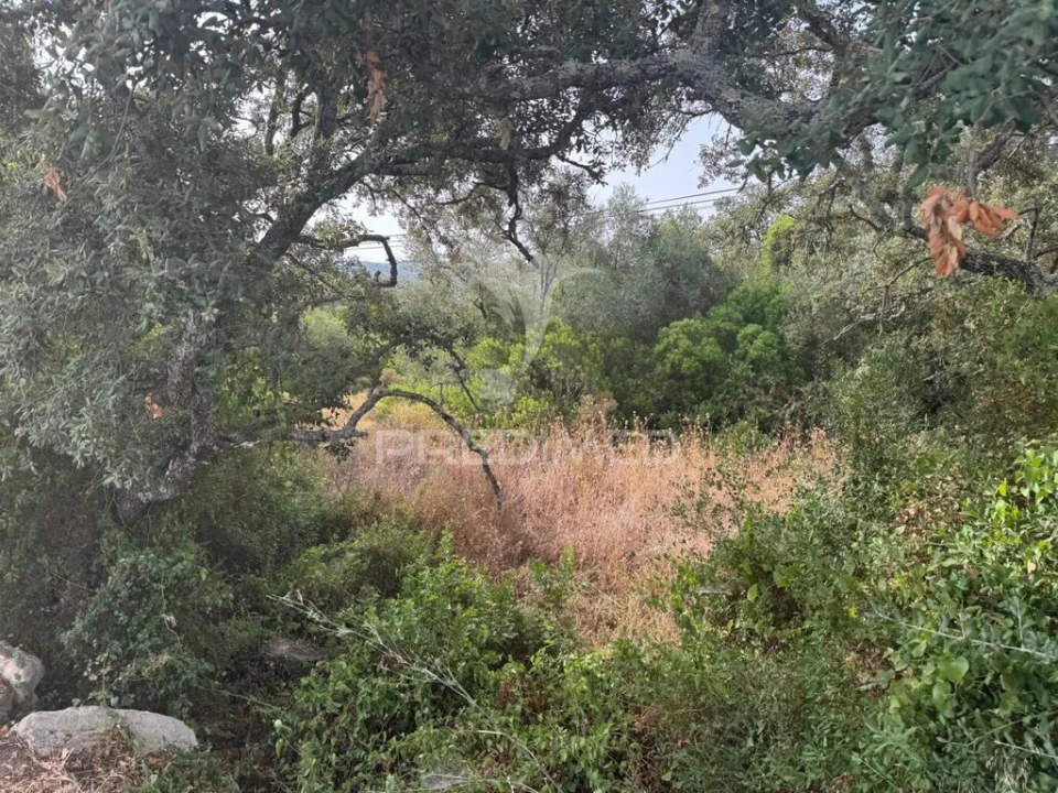 Terreno para Venda em São Brás de Alportel Foto 5