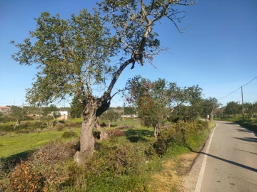 Terreno para Venda em Albufeira e Olhos de Água