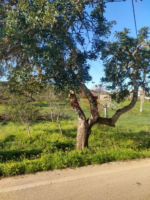 Terreno para Venda em Albufeira e Olhos de Água