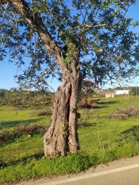 Terreno para Venda em Albufeira e Olhos de Água