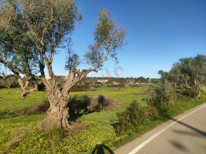Terreno para Venda em Albufeira e Olhos de Água Foto 5