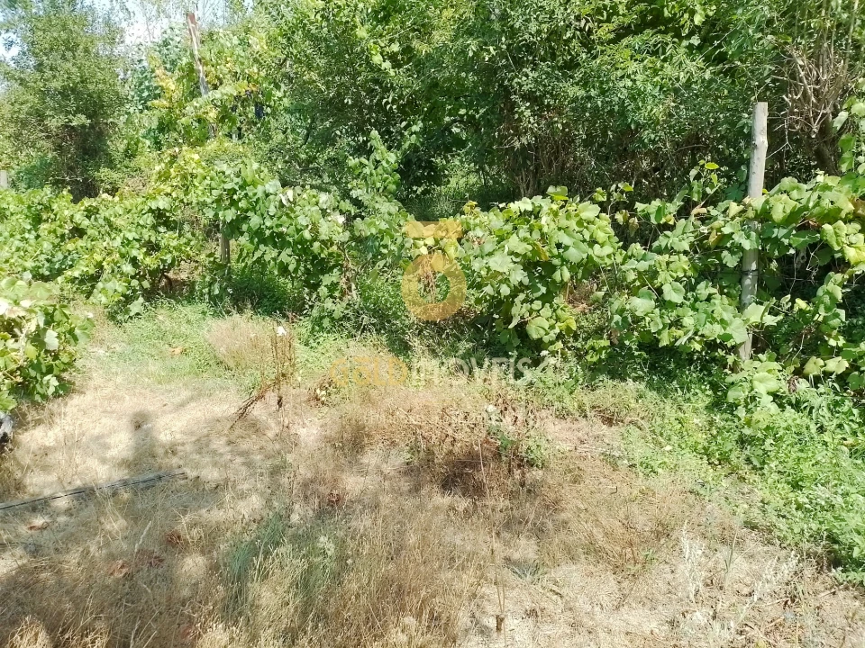 Terreno Agricola ou Rústico para Venda em São Cristovão de Nogueira Foto 3