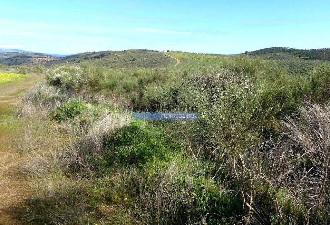 Terreno Agricola ou Rústico para Venda em Cerejais Foto 7