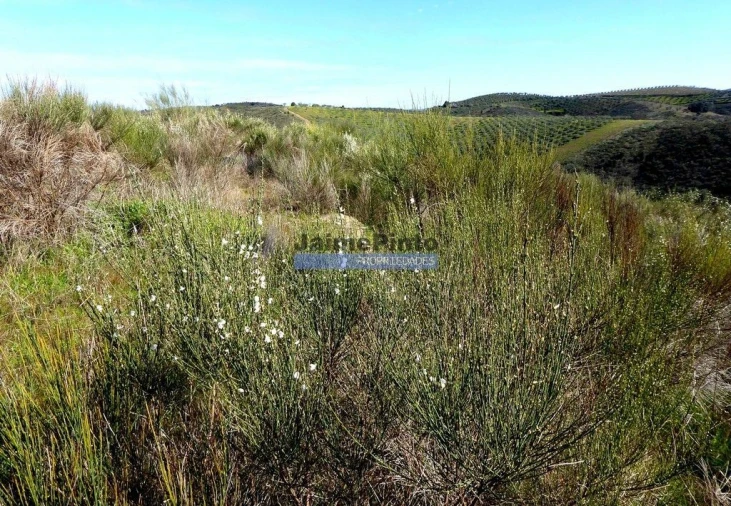Terreno Agricola ou Rústico para Venda em Cerejais Foto 6