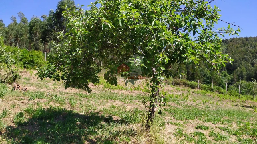 Terreno para Venda em Castanheira de Pêra e Coentral Foto 40