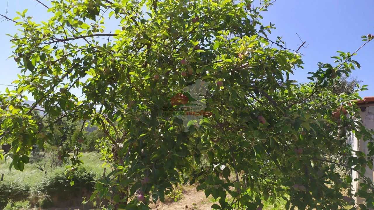 Terreno para Venda em Castanheira de Pêra e Coentral Foto 52