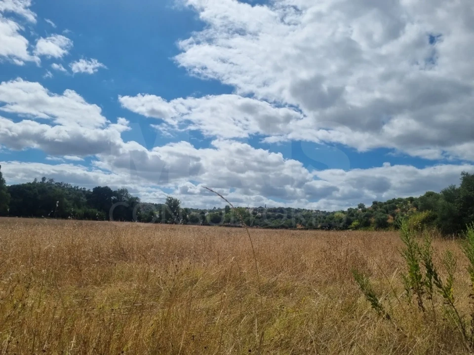 Terreno para Venda em Torres Novas (São Pedro), Lapas e Ribeira Branca Foto 2