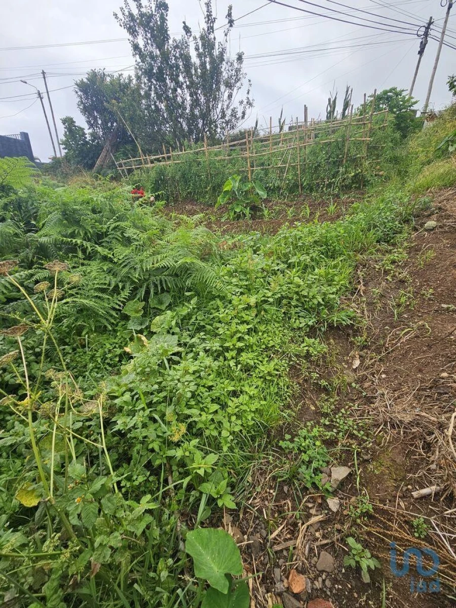 Terreno para Venda em Porto da Cruz Foto 2