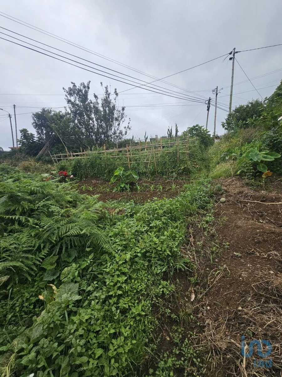 Terreno para Venda em Porto da Cruz Foto 7