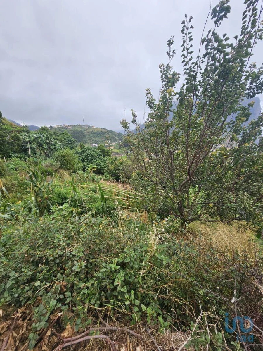 Terreno para Venda em Porto da Cruz Foto 8