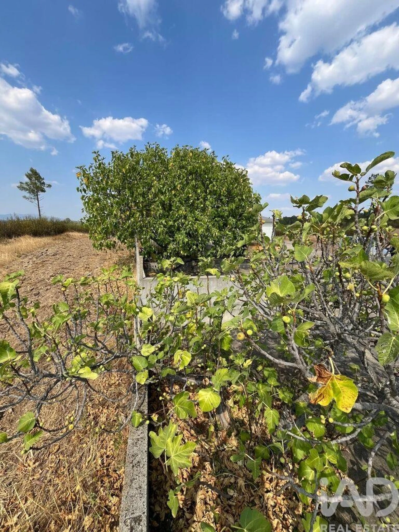Moradia T2 para Venda em Salgueiro do Campo Foto 21