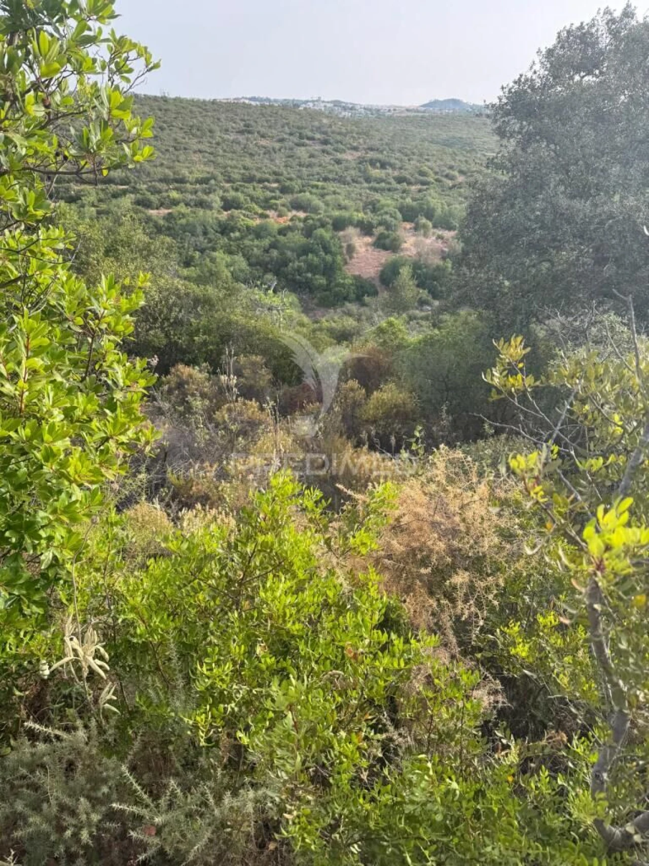 Terreno para Venda em São Brás de Alportel Foto 2