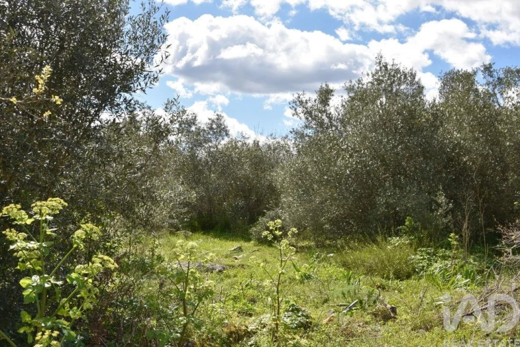 Moradia para Venda em Chãos Foto 21