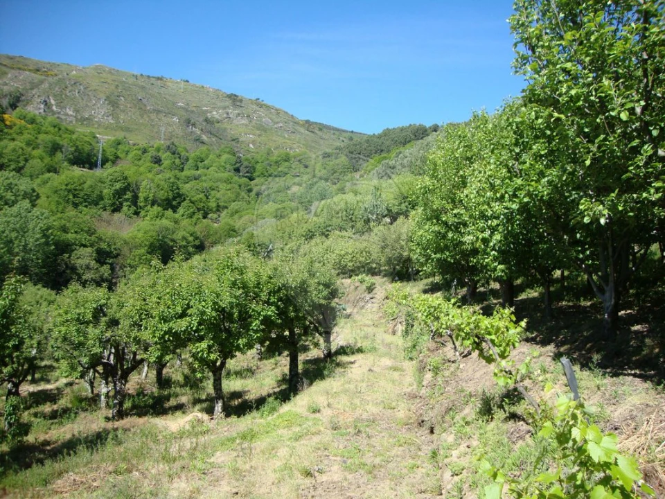 Terreno para Venda em Ferreiros de Avões Foto 4