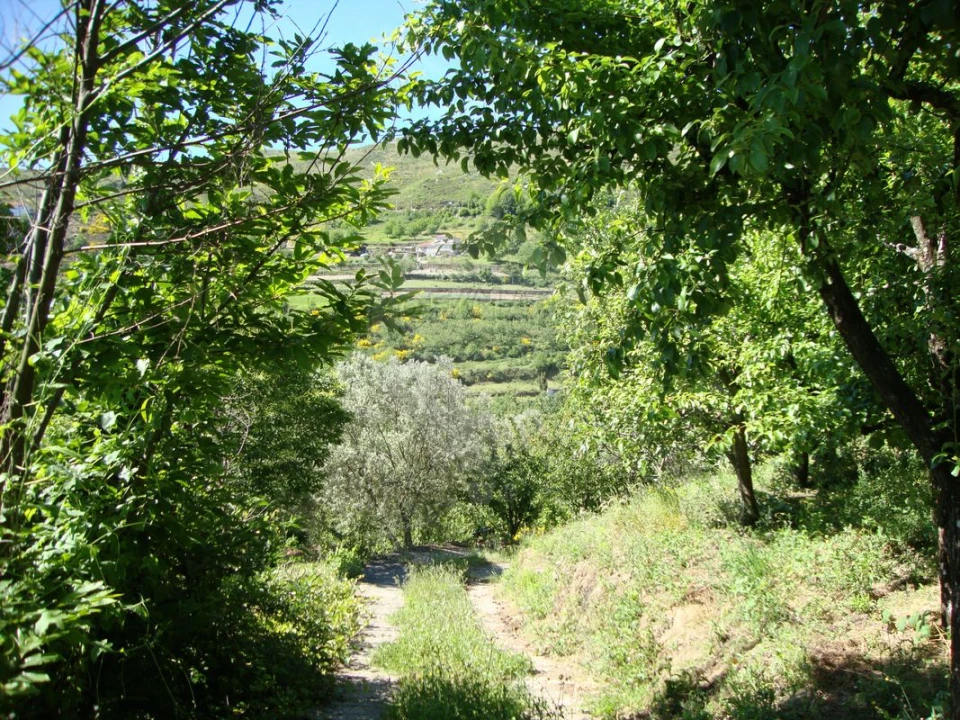 Terreno para Venda em Ferreiros de Avões Foto 3