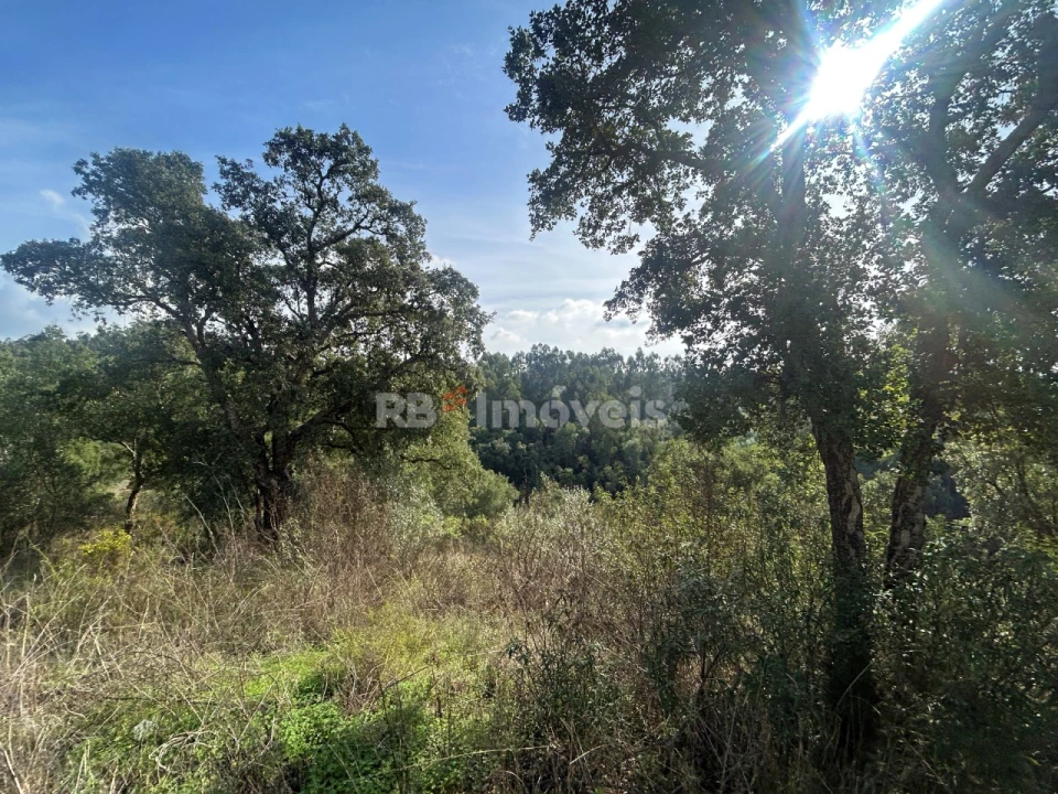 Terreno Agricola ou Rústico para Venda em São Pedro de Tomar Foto 5