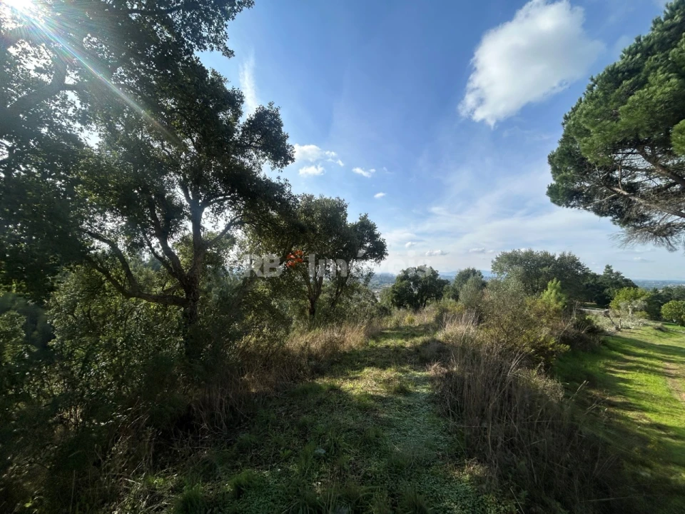 Terreno Agricola ou Rústico para Venda em São Pedro de Tomar Foto 6