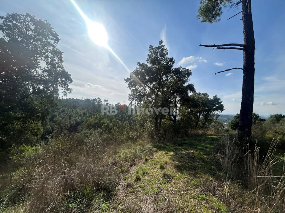 Terreno Agricola ou Rústico para Venda em São Pedro de Tomar Foto 7