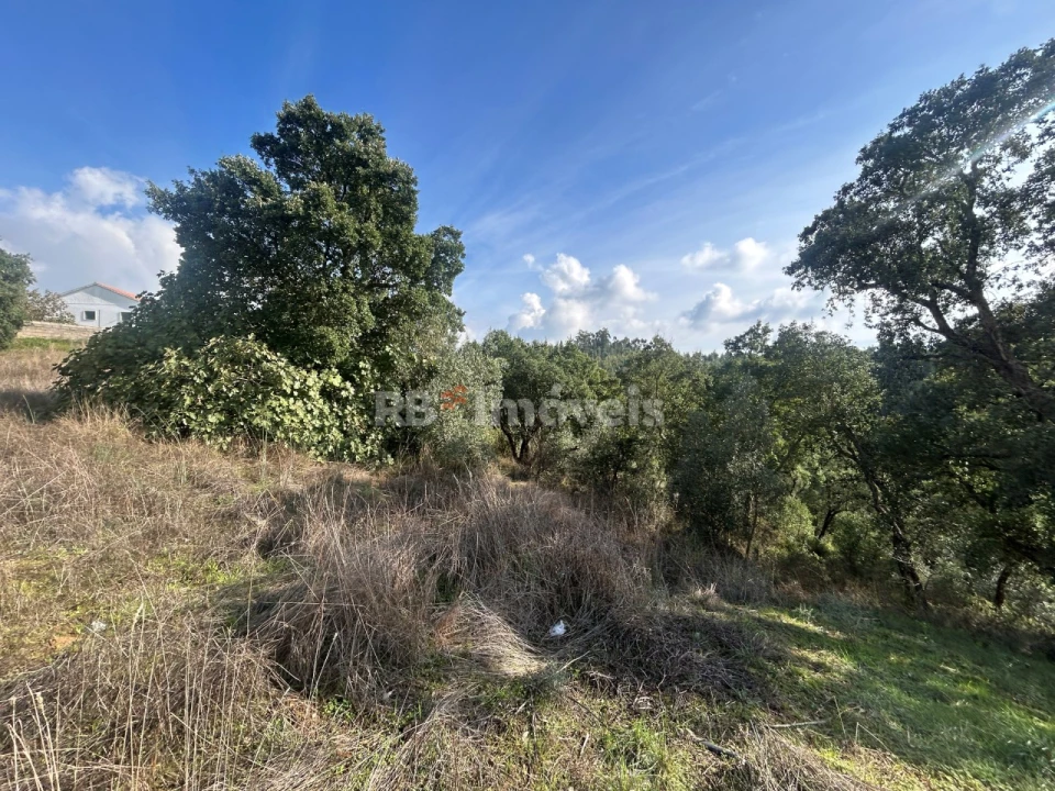 Terreno Agricola ou Rústico para Venda em São Pedro de Tomar Foto 9