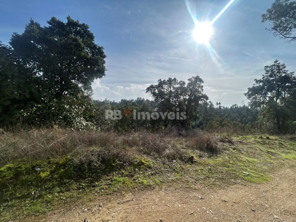 Terreno Agricola ou Rústico para Venda em São Pedro de Tomar Foto 11