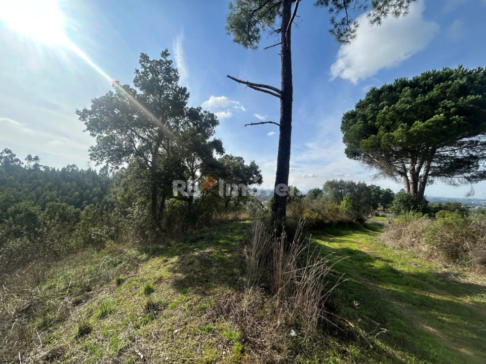 Terreno Agricola ou Rústico para Venda em São Pedro de Tomar Foto 14
