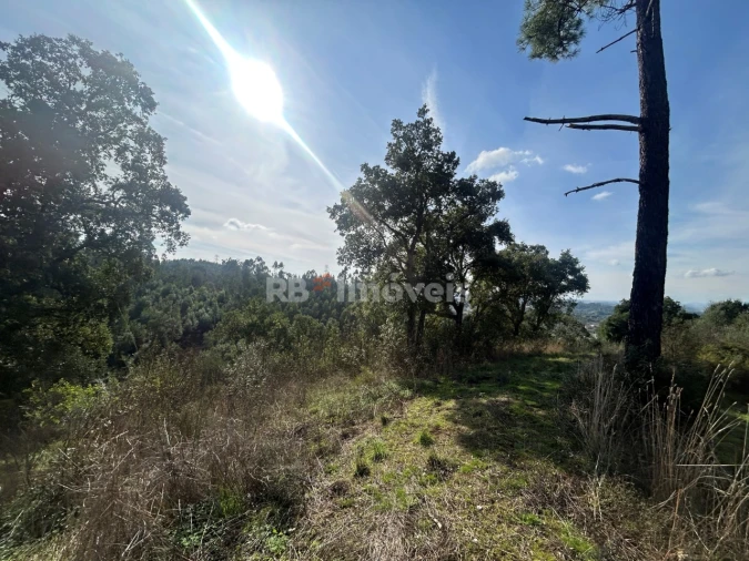 Terreno Agricola ou Rústico para Venda em São Pedro de Tomar Foto 7