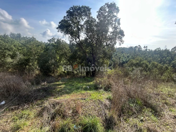 Terreno Agricola ou Rústico para Venda em São Pedro de Tomar Foto 8